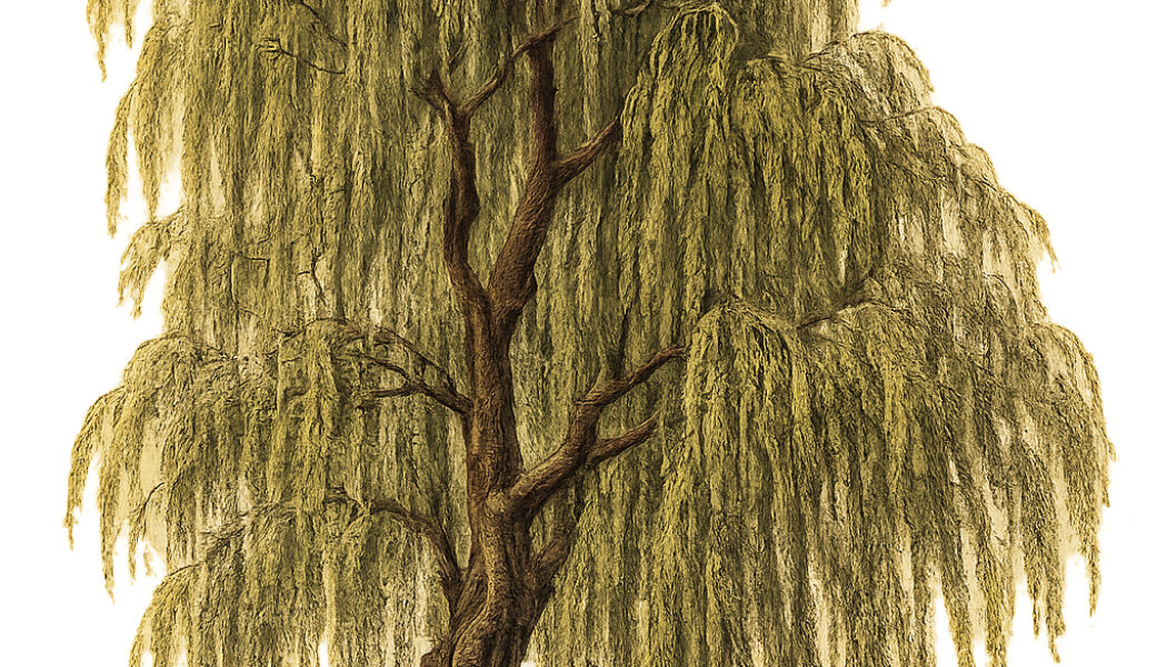 The Willow Tree: Its Place in Paganism and Witchcraft