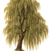 The Willow Tree: Its Place in Paganism and Witchcraft
