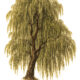 The Willow Tree: Its Place in Paganism and Witchcraft