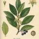 Bay Laurel and Its Place in Witchcraft