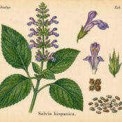 Chia: A Sacred Seed in Paganism and Witchcraft