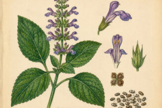 Chia: A Sacred Seed in Paganism and Witchcraft
