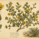 Creosote and Its Place in Witchcraft