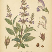 Sage & Its Place in Paganism & Witchcraft