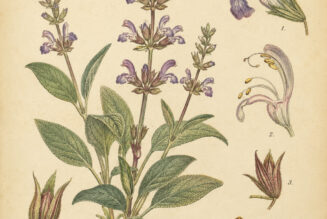 Sage & Its Place in Paganism & Witchcraft