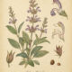 Sage & Its Place in Paganism & Witchcraft