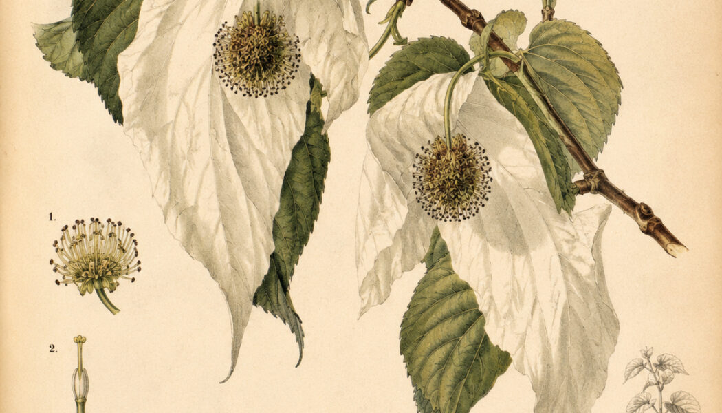 The Dove Tree: A Symbol of Peace, Mystery, and Spiritual Renewal