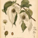 The Dove Tree: A Symbol of Peace, Mystery, and Spiritual Renewal