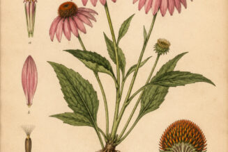Echinacea: A Sacred Healing Herb in Paganism and Witchcraft