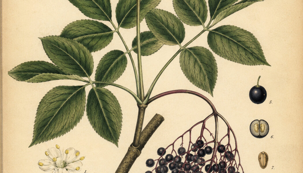 Elder: The Sacred Tree of Protection and Transformation