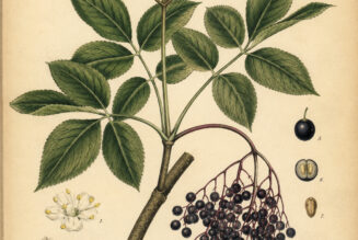 Elder: The Sacred Tree of Protection and Transformation