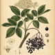 Elder: The Sacred Tree of Protection and Transformation