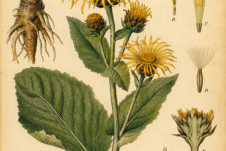 Elecampane: The Healing Herb of Sunlight, Spirit, and Sacred Magic