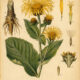 Elecampane: The Healing Herb of Sunlight, Spirit, and Sacred Magic