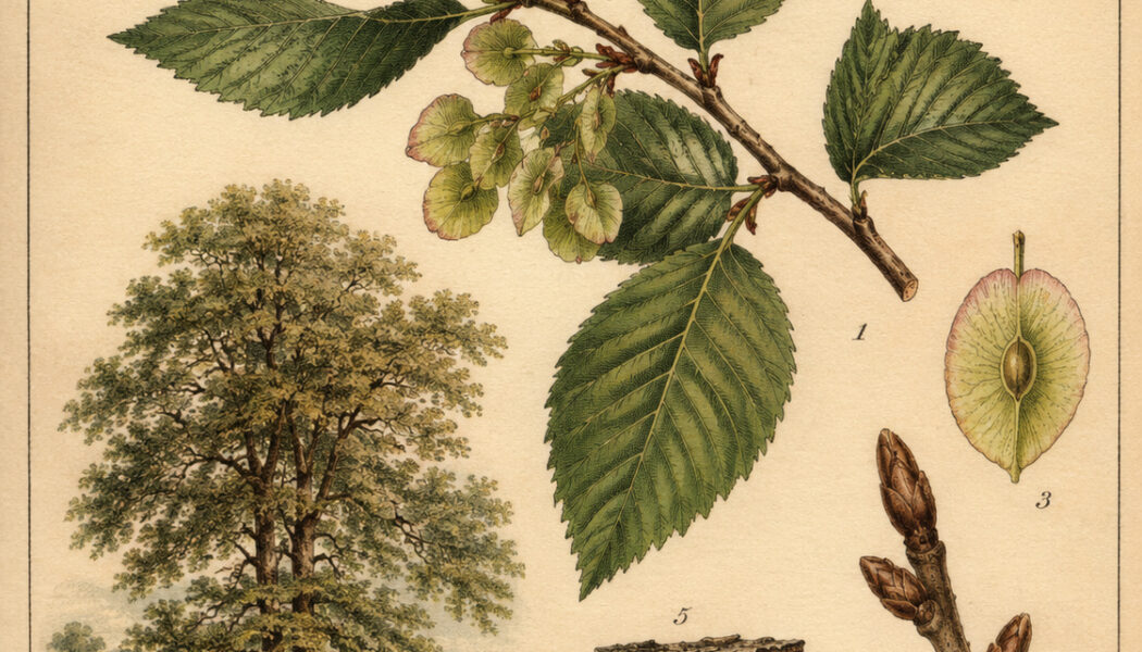 Elm: The Tree of Strength, Wisdom, and Magical Protection