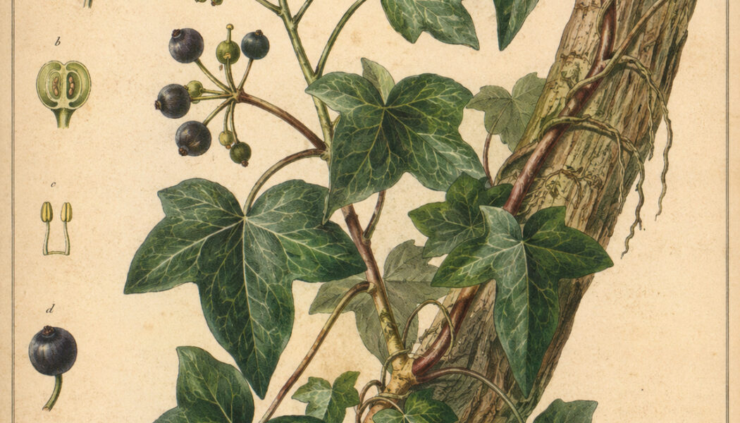 English Ivy: A Sacred Vine in Nature, Paganism, and Witchcraft