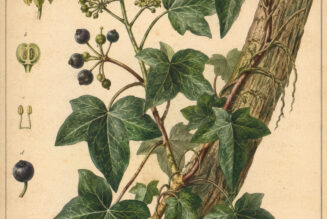 English Ivy: A Sacred Vine in Nature, Paganism, and Witchcraft