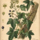 English Ivy: A Sacred Vine in Nature, Paganism, and Witchcraft