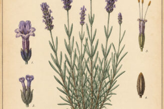 English Lavender: A Sacred Herb of Peace, Protection, and Magic