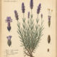 English Lavender: A Sacred Herb of Peace, Protection, and Magic