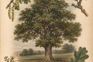 The English Oak: A Sacred Tree of Strength and Magic