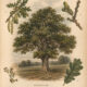 The English Oak: A Sacred Tree of Strength and Magic