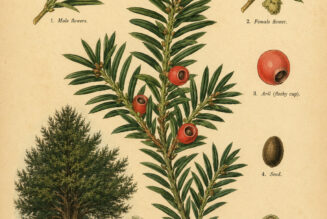 English Yew: The Sacred Tree of Mystery and Transformation