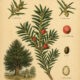 English Yew: The Sacred Tree of Mystery and Transformation