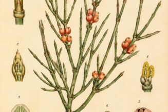 Ephedra: An Ancient Desert Plant in Paganism and Witchcraft