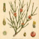 Ephedra: An Ancient Desert Plant in Paganism and Witchcraft