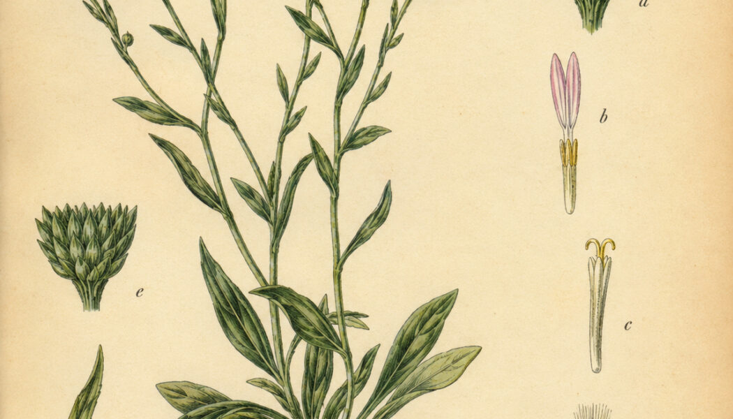 Erigeron: A Humble Wildflower in Paganism and Witchcraft