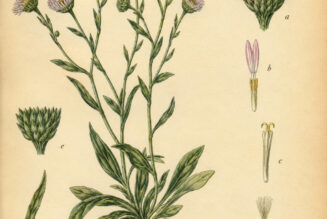 Erigeron: A Humble Wildflower in Paganism and Witchcraft