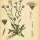 Erigeron: A Humble Wildflower in Paganism and Witchcraft