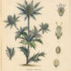 Eryngo: The Protective Thistle of Paganism and Witchcraft