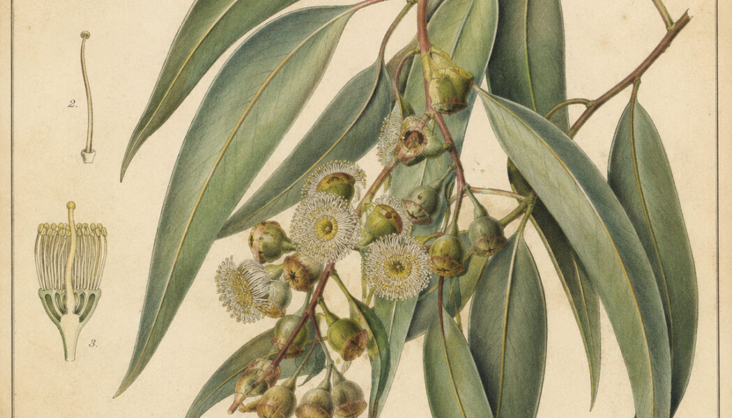 Eucalyptus: A Tree of Healing, Protection, and Spiritual Renewal