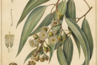 Eucalyptus: A Tree of Healing, Protection, and Spiritual Renewal