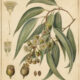 Eucalyptus: A Tree of Healing, Protection, and Spiritual Renewal