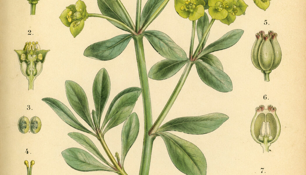 Euphorbia: A Powerful Plant in Nature, Paganism, and Witchcraft