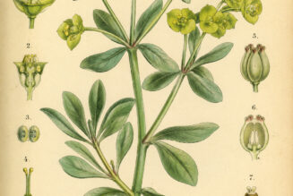 Euphorbia: A Powerful Plant in Nature, Paganism, and Witchcraft