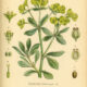 Euphorbia: A Powerful Plant in Nature, Paganism, and Witchcraft