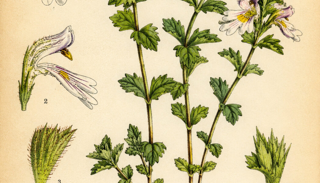 Euphrasia (Eyebright): A Sacred Herb of Healing and Insight