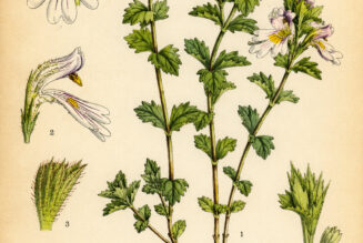 Euphrasia (Eyebright): A Sacred Herb of Healing and Insight