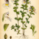 Euphrasia (Eyebright): A Sacred Herb of Healing and Insight