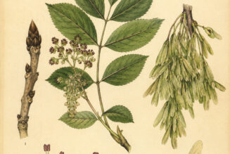 European Ash: The Sacred Tree of Wisdom and Protection