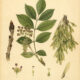 European Ash: The Sacred Tree of Wisdom and Protection