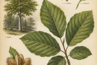 European Beech: Wisdom, Memory, and Magic in Pagan Tradition