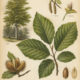 European Beech: Wisdom, Memory, and Magic in Pagan Tradition