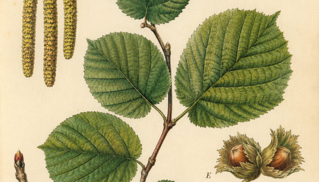 European Hazel: The Tree of Wisdom, Protection, and Magic