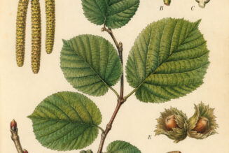 European Hazel: The Tree of Wisdom, Protection, and Magic