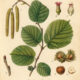 European Hazel: The Tree of Wisdom, Protection, and Magic